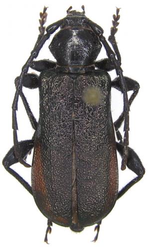 Réf. 64 438 : Ropalopus insubricus