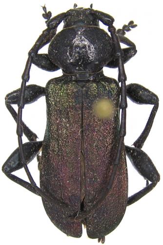 Ropalopus insubricus