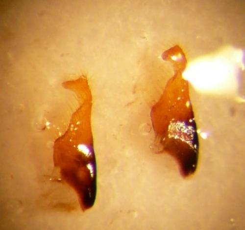 Réf. 64 203 : Leptoglossus occidentalis