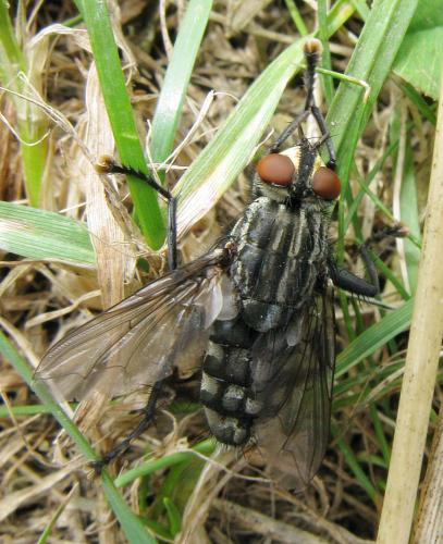 Sarcophaga sp.