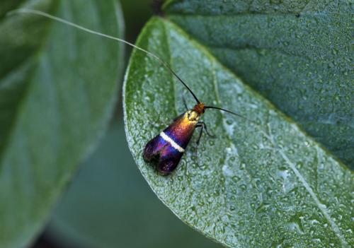 Adela australis