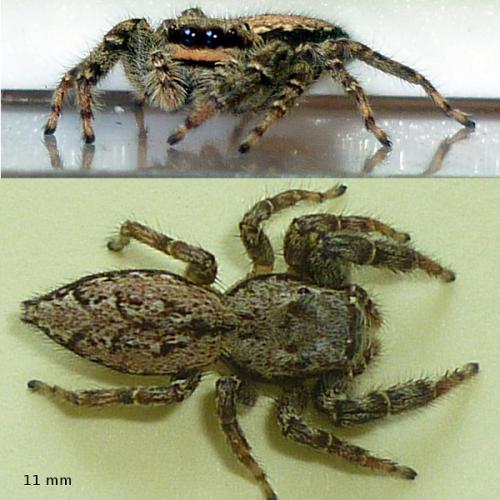 Marpissa muscosa