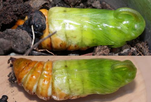 Réf. 64 140 : Agrius convolvuli