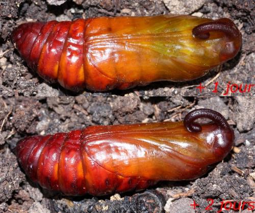 Réf. 64 141 : Agrius convolvuli