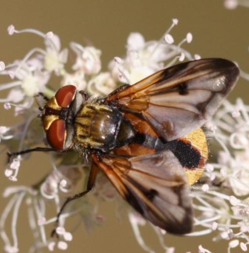 Ectophasia crassipennis