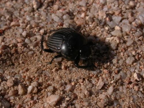 Réf. 64 417 : Scarabaeus laticollis