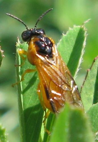 Selandria serva