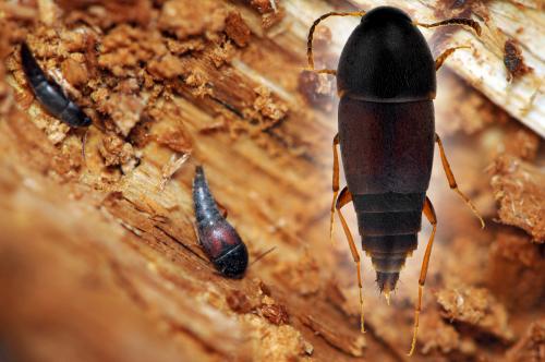 Sepedophilus marshami