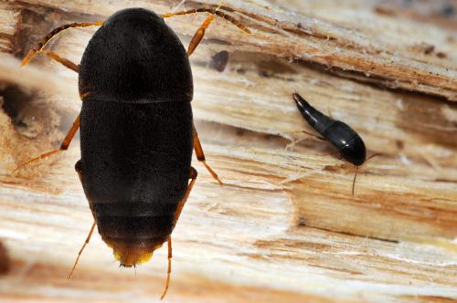 Sepedophilus testaceus