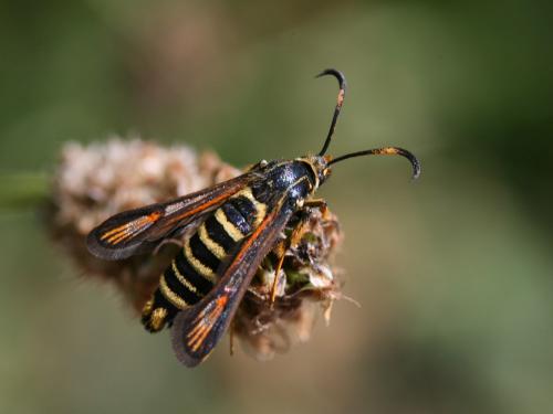 Bembecia sp.