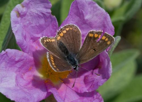 Réf. 64 160 : Aricia agestis
