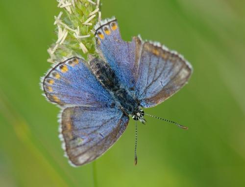Polyommatus bellargus