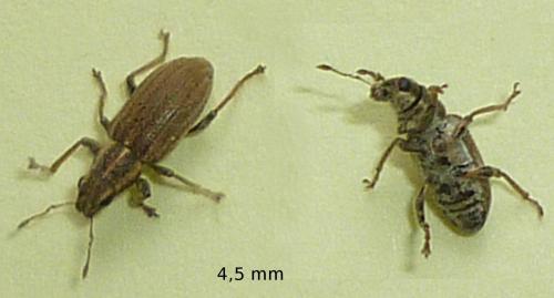 Sitona sp.
