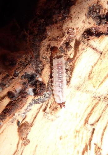 Thymalus limbatus