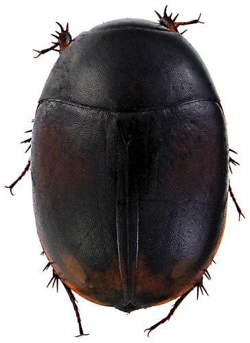 Sphaeridium bipustulatum