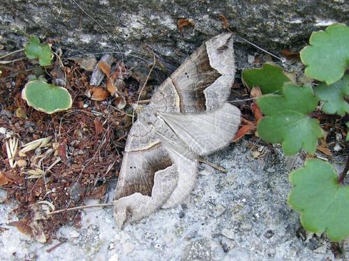 Réf. 64 766 : Scotopteryx sp.
