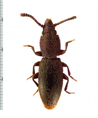 Réf. 64 514 : Airaphilus nasutus