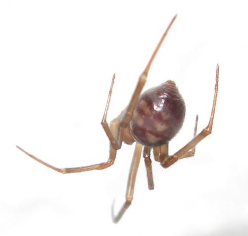 Steatoda grossa