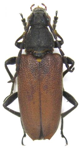 Réf. 64 242 : Stictoleptura scutellata