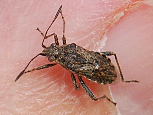 Stictopleurus punctatonervosus