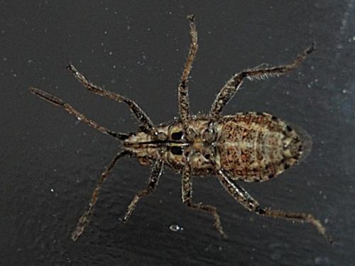 Stictopleurus punctatonervosus