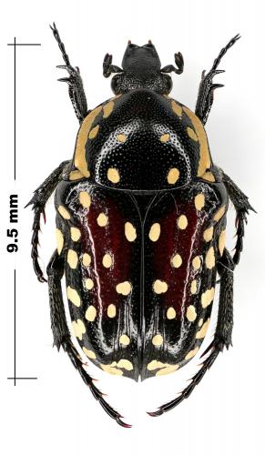 Réf. 64 333 : Oxythyrea guttifera