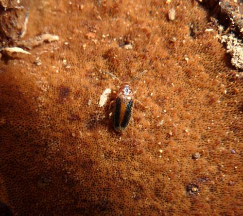 Mycetoma suturale