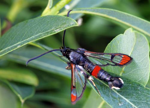 Réf. 64 573 : Synanthedon formicaeformis