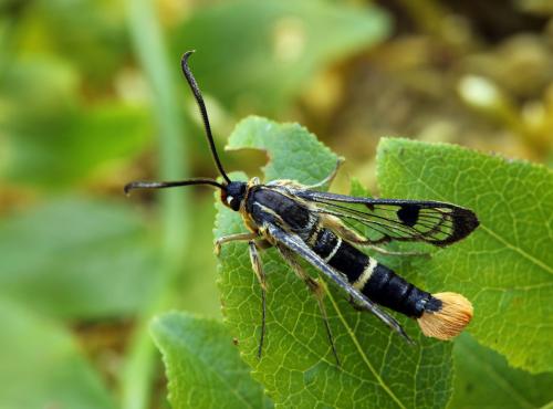 Réf. 64 575 : Synanthedon scoliaeformis