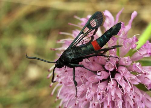 Réf. 64 596 : Synanthedon stomoxiformis