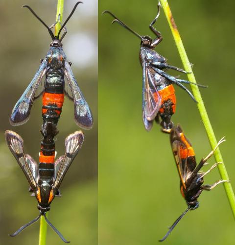 Réf. 64 626 : Synanthedon stomoxiformis