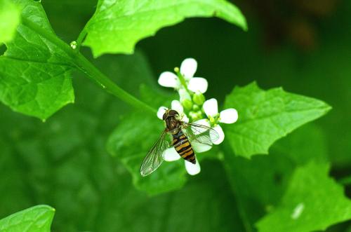 Episyrphus balteatus