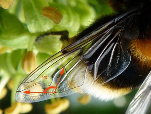 Réf. 64 073 : Eristalis intricaria