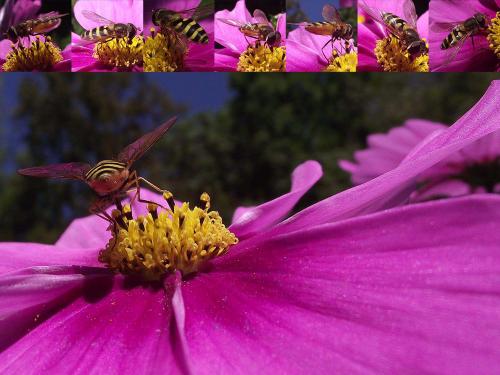 Syrphus sp.