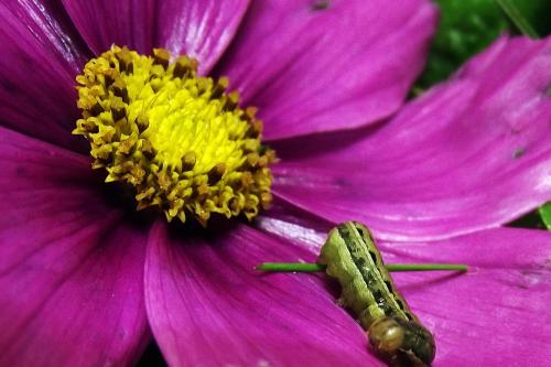 Noctua pronuba