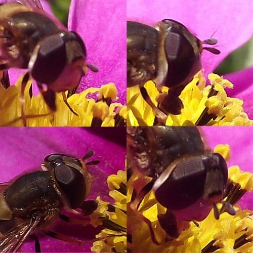Syrphus sp.