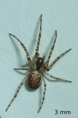 Metellina sp.