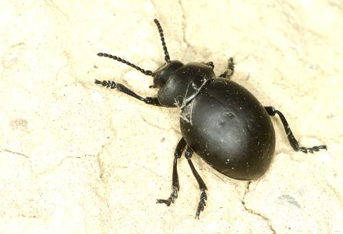 Timarcha tenebricosa