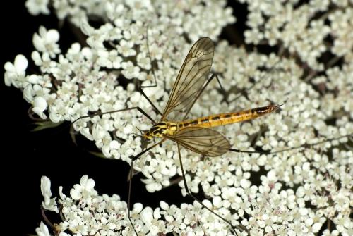 Nephrotoma flavescens