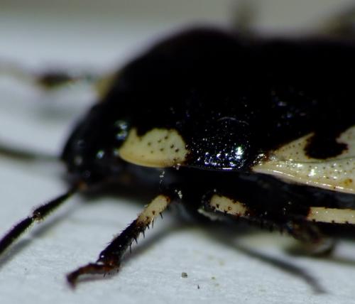Réf. 64 144 : Tritomegas rotundipennis