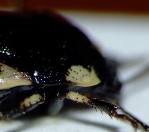 Réf. 64 145 : Tritomegas rotundipennis
