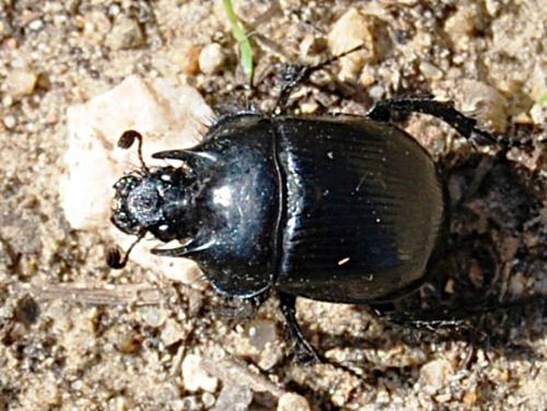 Réf. 64 475 : Typhaeus typhoeus