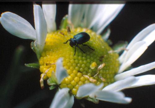Réf. 64 049 : Omphalapion hookerorum