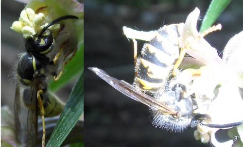 Vespula vulgaris