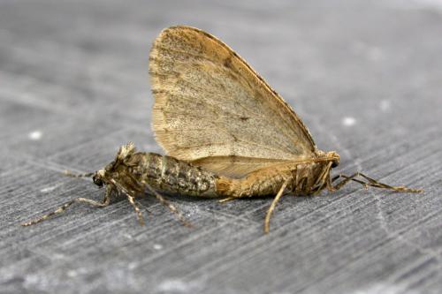 Operophtera brumata