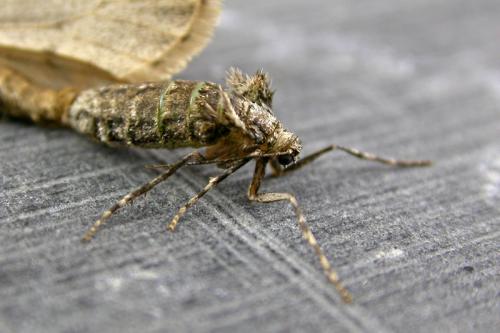 Operophtera brumata