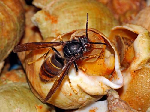 Vespa velutina