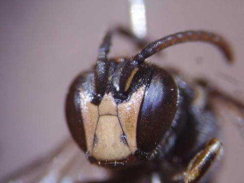 Hylaeus gibbus