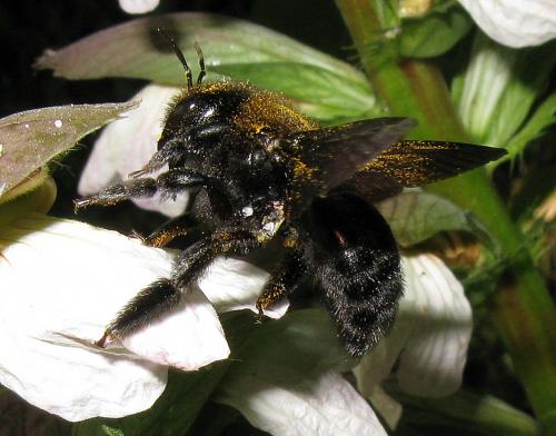 Xylocopa sp.