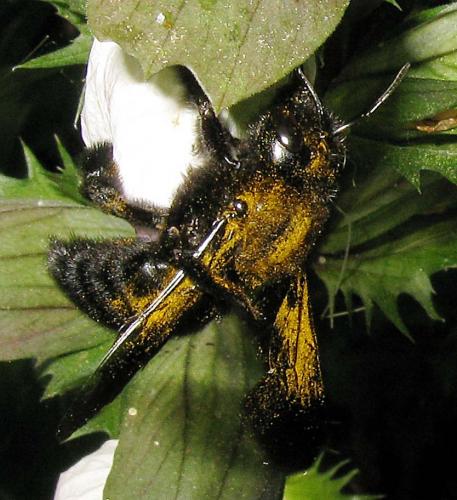Xylocopa sp.